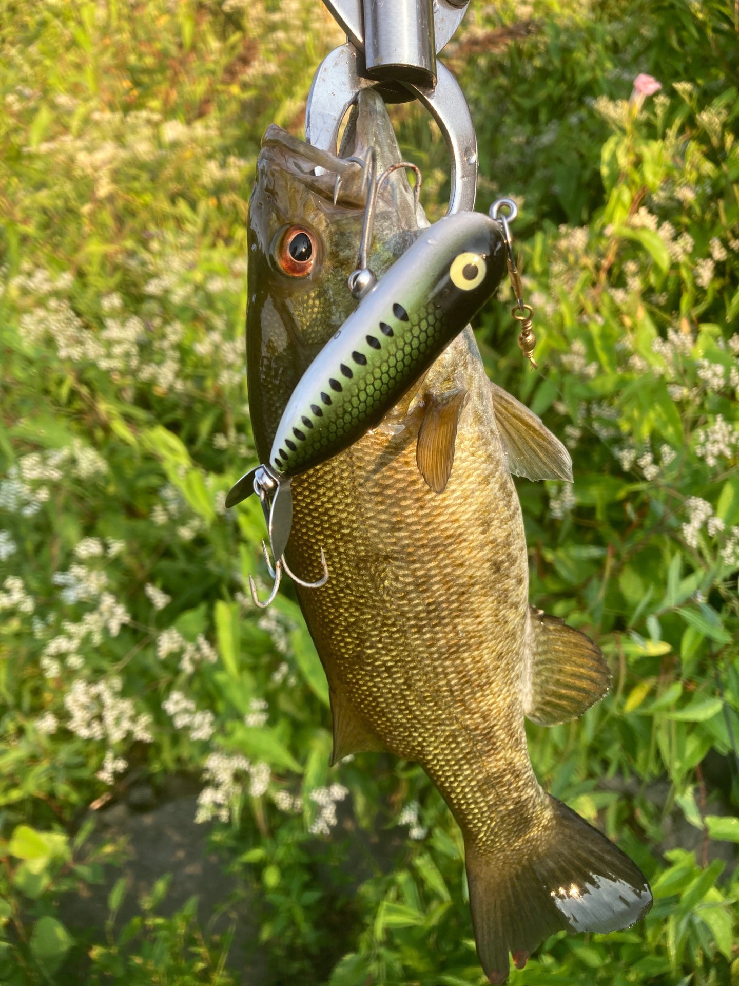 Success on a topwater I haven't tried before, plus a Fox River