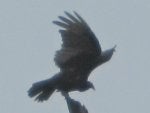 IMG_3105.JPG